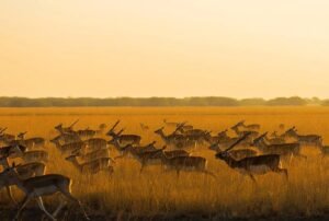 Deccan Odyssey Luxury Train India: A Regal Rail Journey